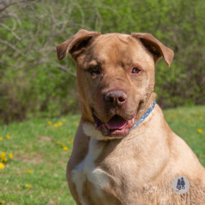 Pablo Wants a Foster