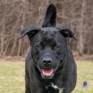Petoskey Needs a Foster