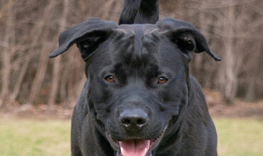Petoskey Needs a Foster