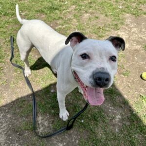 Raine Really Wants a Foster