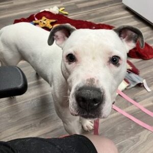 Raine Really Wants a Foster