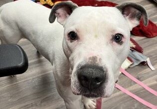 Raine Really Wants a Foster