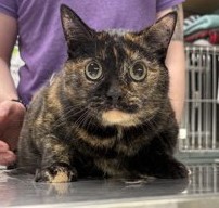 Tortellini Wants a Foster