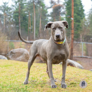 Wrigley Needs a Foster