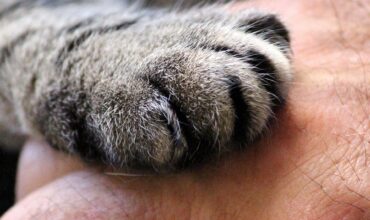HSHV Commemorates 15 Years of Pet Loss Support Group: A Lifeline for Grieving Hearts