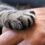 HSHV Commemorates 15 Years of Pet Loss Support Group: A Lifeline for Grieving Hearts