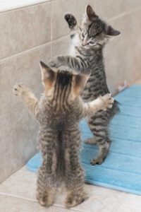 Did I adopt a kitten... or a T-Rex?