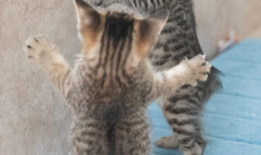 Did I adopt a kitten… or a T-Rex?