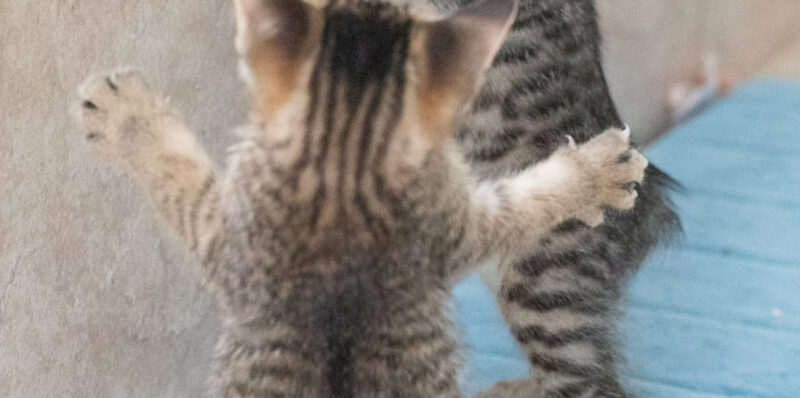 Did I adopt a kitten... or a T-Rex?