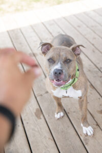 Your dog, Treat Expert