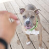 Your dog, Treat Expert