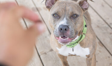 Your dog, Treat Expert