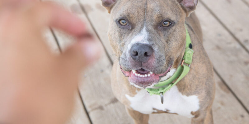 Your dog, Treat Expert