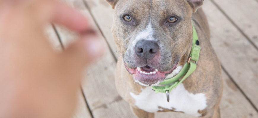 Your dog, Treat Expert