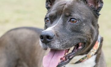 Cardamom Would Love a Foster