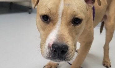 Clay would Love a Foster