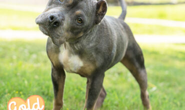 Frosty is Seeking a Foster