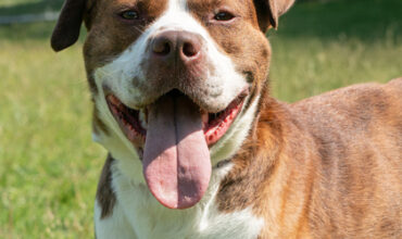 Huey Needs a Foster