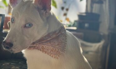 Magnolia Needs a Harbor Foster
