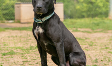 Paco Wants a Foster