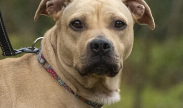 Passion Fruit Needs a Foster