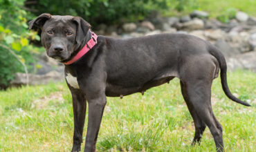 Petal Needs a Foster