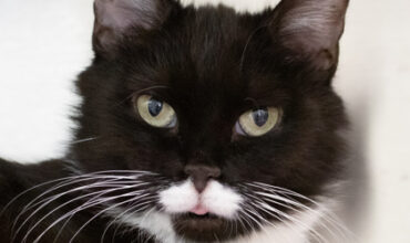 Polina Needs a Foster