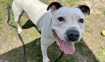 Raine Would Love a Foster