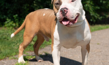 Rupert Needs a Foster