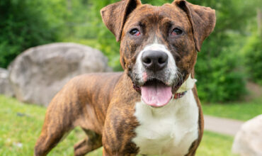 Squiggles Needs a Foster