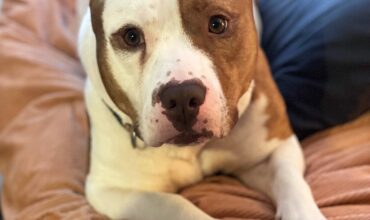 Yam Wants a Foster