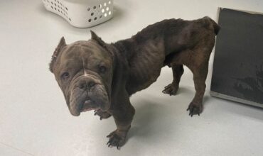 Starving Dog Dumped in Ypsilanti; Humane Society Seeks Information