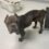 Starving Dog Dumped in Ypsilanti; Humane Society Seeks Information
