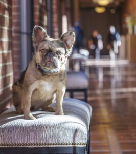 A French Bulldog sitting on a cushion in the tiled hallways of Saint John's Resort