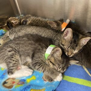 5 Kittens Seeking Foster