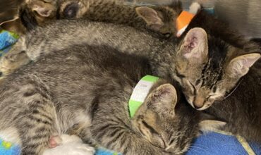 5 Kittens Seeking Foster