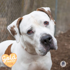 Edgar Needs a Foster
