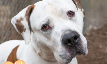 Edgar Needs a Foster