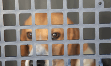 HSHV Urges Investigation Into Wayne State’s Killing of Healthy, Adoptable Dog
