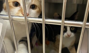 Shert and Cyf Need a Foster