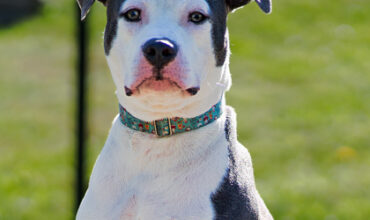 Arlo Wants a Foster