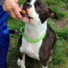 Treat Tosses, Sniff Hunts, Hand Delivers: Speaking Your Dog’s Reward Language