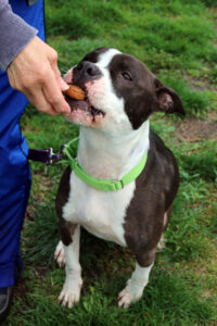 Treat Tosses, Sniff Hunts, Hand Delivers: Speaking Your Dog’s Reward Language
