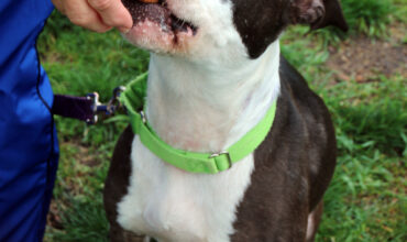 Treat Tosses, Sniff Hunts, Hand Delivers: Speaking Your Dog’s Reward Language
