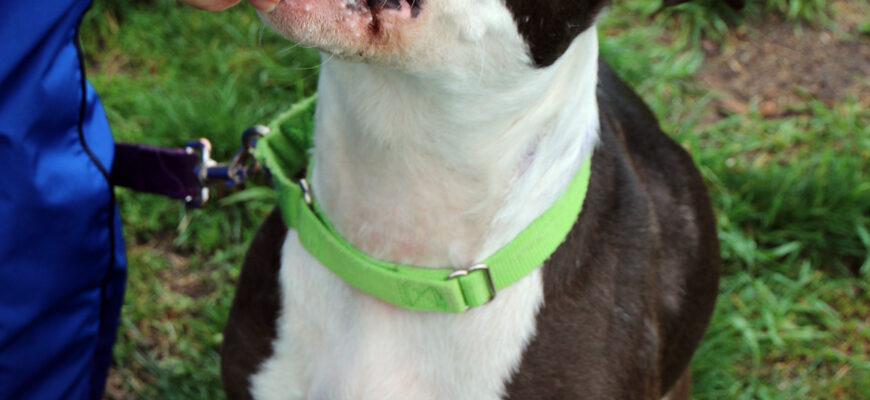 Treat Tosses, Sniff Hunts, Hand Delivers: Speaking Your Dog’s Reward Language