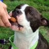 Treat Tosses, Sniff Hunts, Hand Delivers: Speaking Your Dog’s Reward Language
