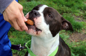 Treat Tosses, Sniff Hunts, Hand Delivers: Speaking Your Dog’s Reward Language