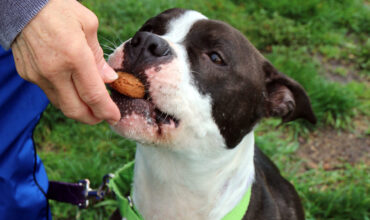 Treat Tosses, Sniff Hunts, Hand Delivers: Speaking Your Dog’s Reward Language