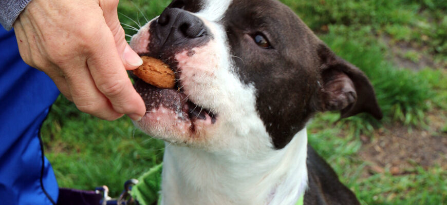 Treat Tosses, Sniff Hunts, Hand Delivers: Speaking Your Dog’s Reward Language