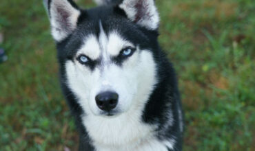 Emma Bean Needs a Foster